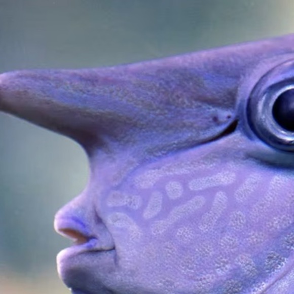 lancebellanceau